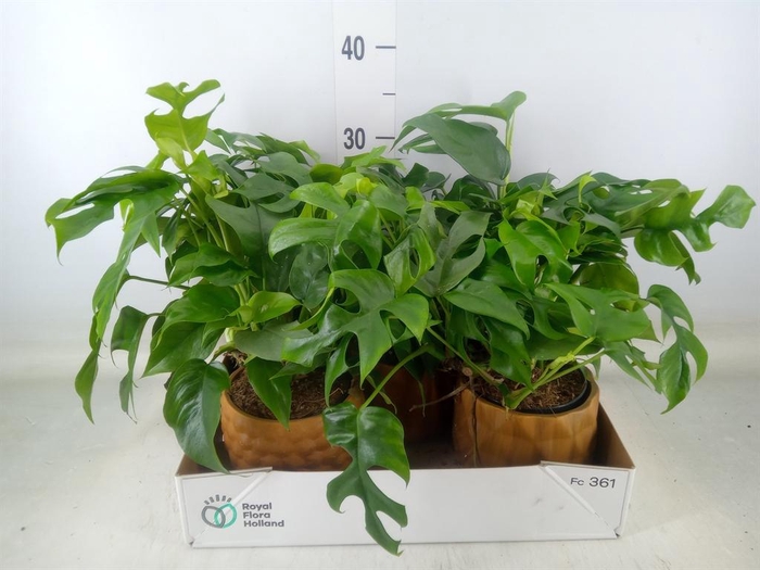 <h4>Monstera   ...</h4>