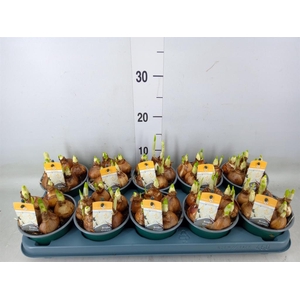 Narcissus DU 'Bridal Crown'