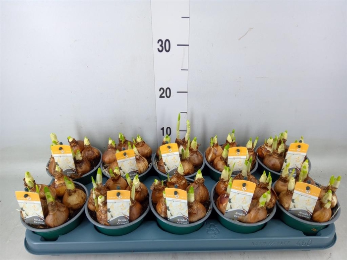 <h4>Narcissus DU 'Bridal Crown'</h4>