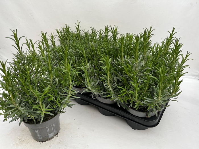 arr8 Lavan An Dwarf Blue