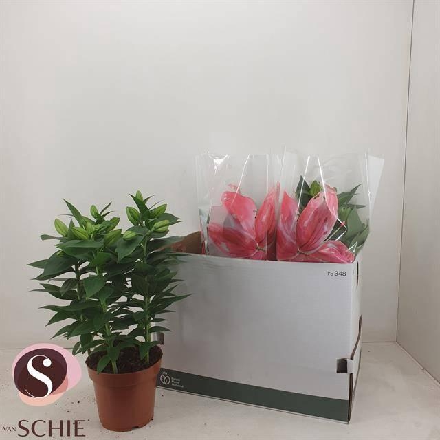 <h4>LIL OR REELEEZE</h4>