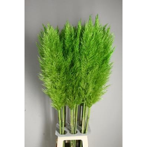 Cortaderia Sel. Bright Green