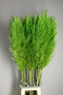 Cortaderia Sel. Bright Green