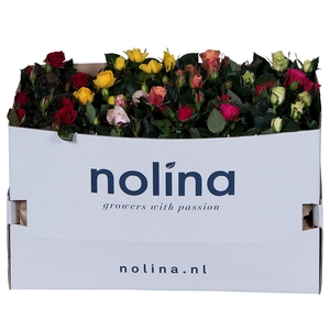 Nolina Roses Ø 13 cm Mix in box st. 2-3
