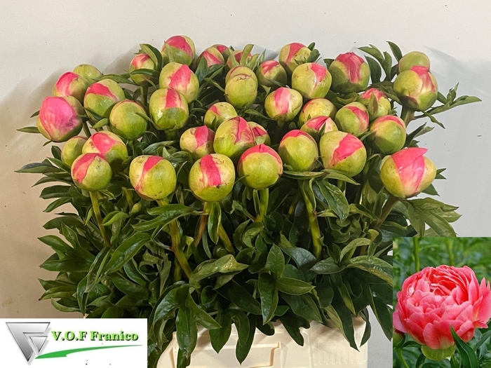 <h4>PAEO CORAL SUNSET</h4>