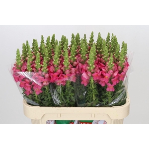 ANTIR POTOMAC ROSE ANTIRRHINUM POTO