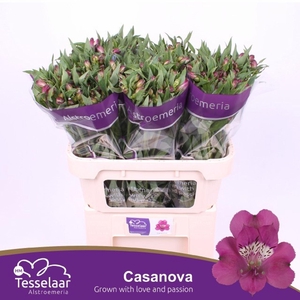 Alstr Casanova