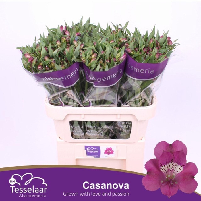 <h4>Alstr Casanova</h4>