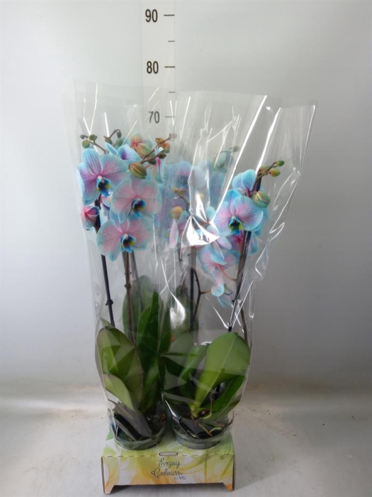 <h4>Phalaenopsis   ...</h4>