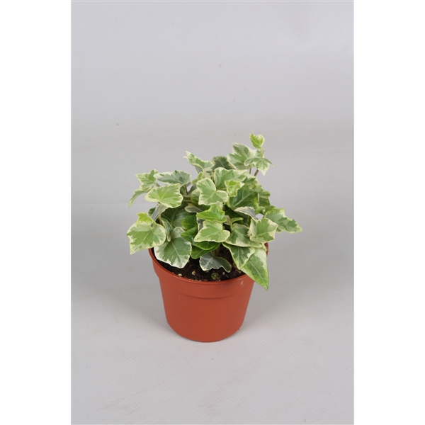 <h4>Hedera helix White Wonder</h4>