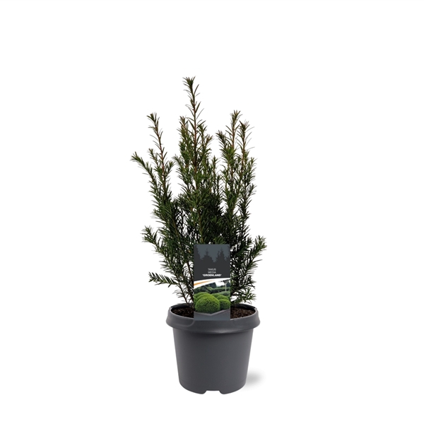 <h4>Taxus media 'Groenland'</h4>