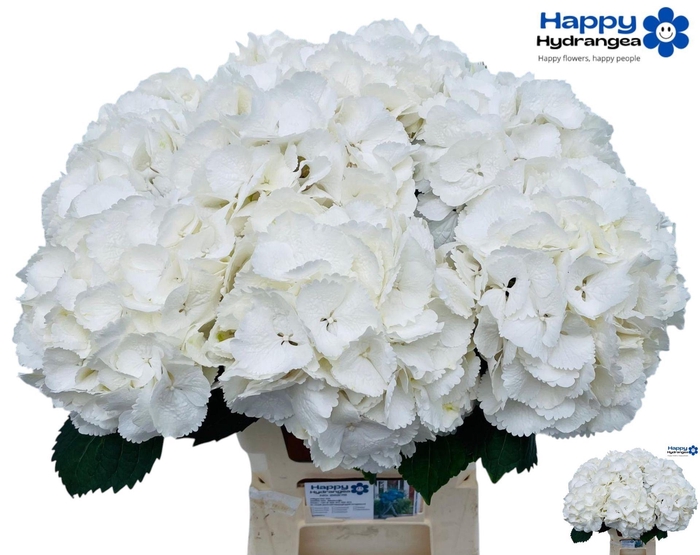 <h4>HYDR M SCHNEEBALL</h4>