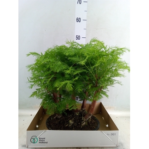 Bonsai   ...