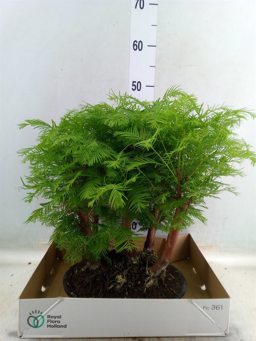 <h4>Bonsai   ...</h4>