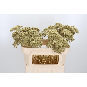 Ammi Zaad Kl Bh Goud