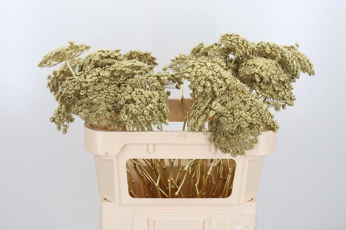 <h4>Ammi Zaad Kl Bh Goud</h4>