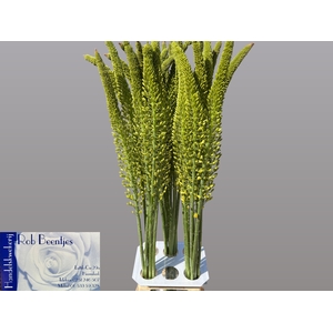 EREMURUS YELLOW REBE