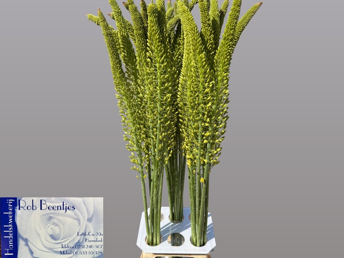 <h4>EREMURUS YELLOW REBE</h4>