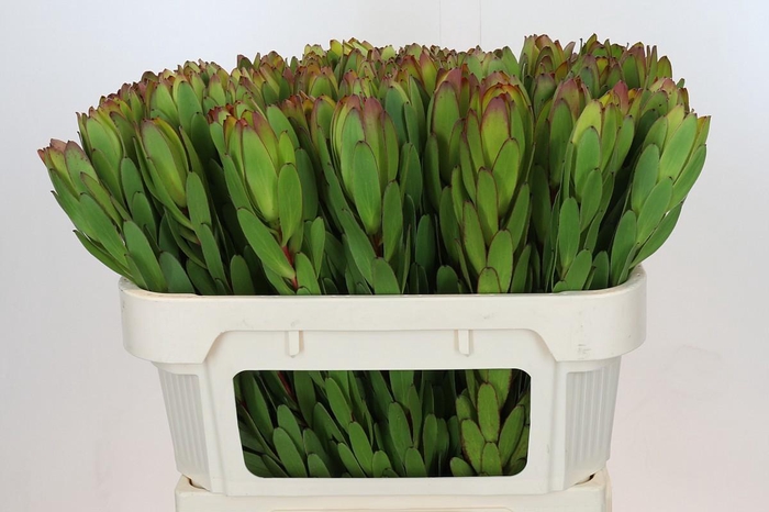 <h4>LEUCAD SAF GOLDSTRIK</h4>