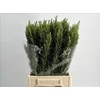 Rosmarinus Officinalis