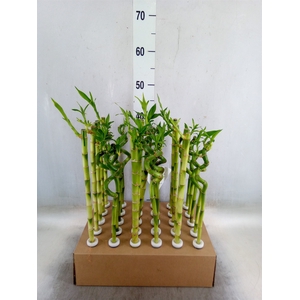 Dracaena sand. 'Lucky Bamboo' ..pyr