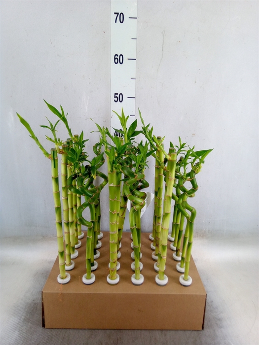 <h4>Dracaena sand. 'Lucky Bamboo' ..pyr</h4>
