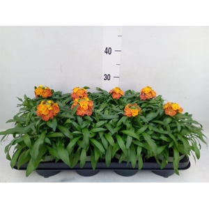 Erysimum  'Leya Orange Glow'