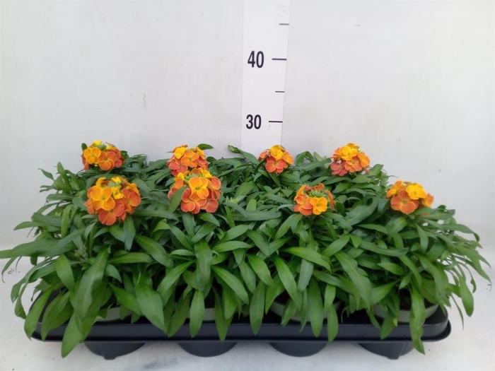 <h4>Erysimum 'Leya Orange Glow'</h4>