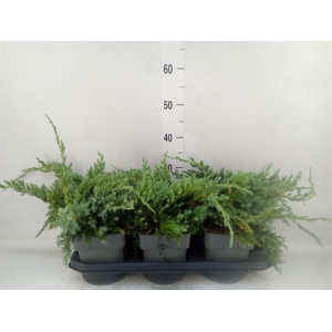 Juniperus squamata 'Blue Carpet'