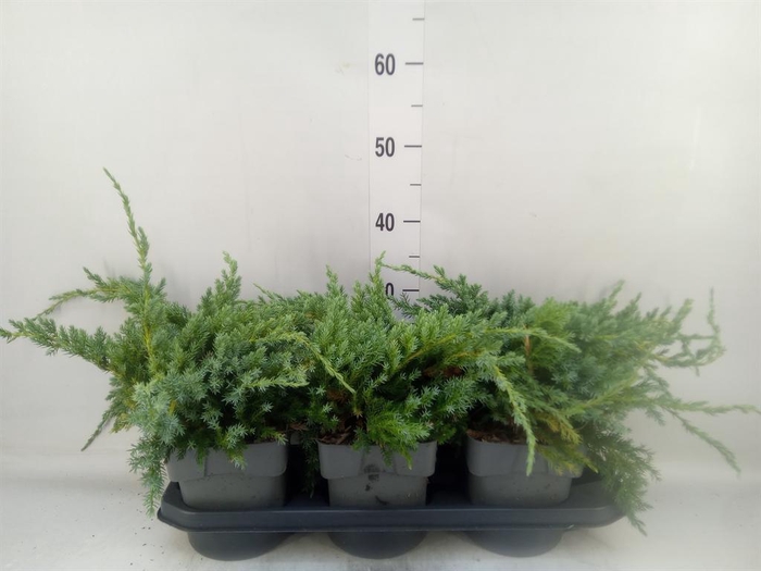 <h4>Juniperus squamata 'Blue Carpet'</h4>