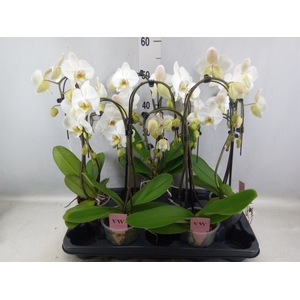 Phalaenopsis  'Ant Leeds'