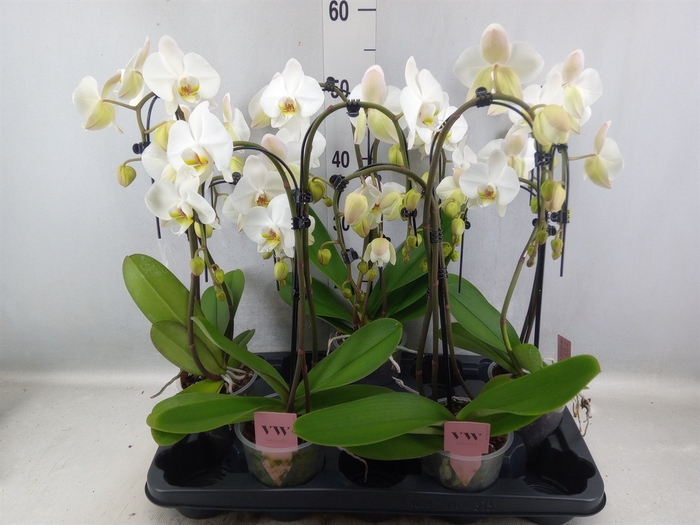 Phalaenopsis  'Ant Leeds'