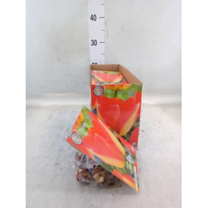 Tulipa   ...flowerbulbs