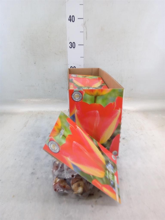 <h4>Tulipa ...flowerbulbs</h4>