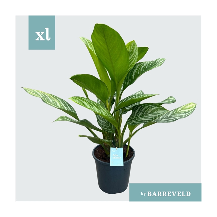 <h4>Green Agla 'Stripes' (Aglaonema)</h4>