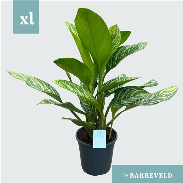 Green Agla 'Stripes' (Aglaonema)