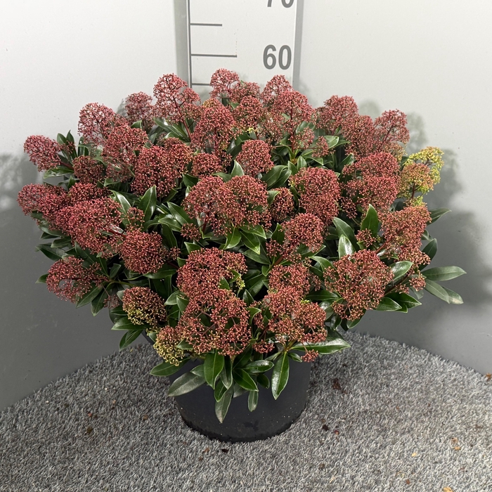 <h4>Skimmia japonica 'Rubesta Cuba' P35</h4>