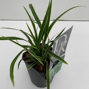 Graminées Carex 'Ice Dance'