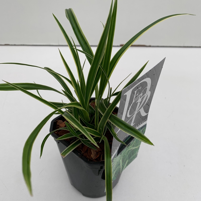 <h4>Graminées Carex 'Ice Dance'</h4>