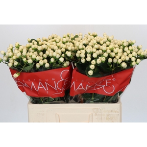 Hypericum True Romance