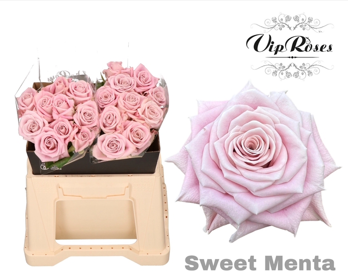 <h4>R KL SWEET MENTA x20</h4>