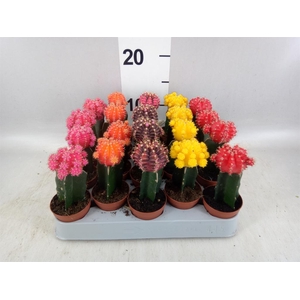 Gymnocalycium mihanov. 'Japan'  mix