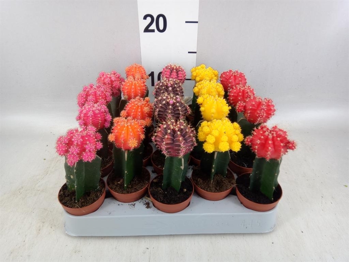 <h4>Gymnocalycium mihanov. 'Japan' mix</h4>
