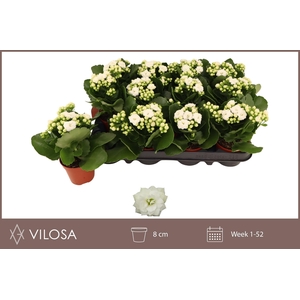 !! PROMO !! KALAN CALAN WHITES WHITE P8