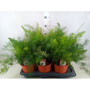 Asparagus dens. 'Sprengeri'