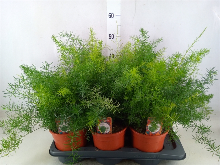 <h4>Asparagus dens. 'Sprengeri'</h4>