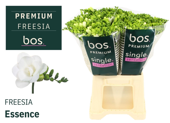 <h4>FR DU ESSENCE</h4>