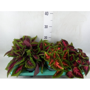 Plectranthus col.   ...mix