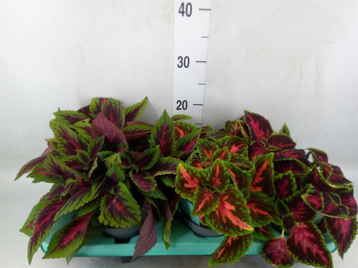 <h4>Plectranthus col.   ...mix</h4>