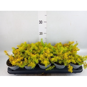 Sedum reflexum